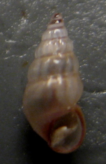 Rissoidae genere Rissoa